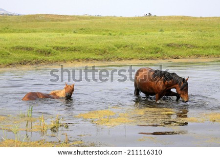 horses in the water in the WuLanBuTong grassland, Inner Mongolia autonomous region, China.
