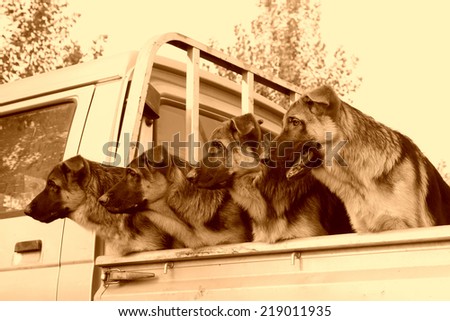 pet dogs in the car compartment, in a market