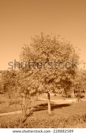 pagoda tree in a garden with blue sky, closeup of photo