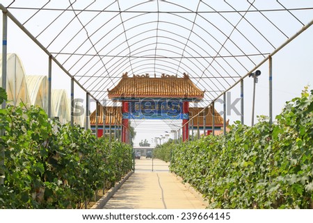 LUANNAN COUNTY - AUGUST 7: Chinese style arch and grape corridor in the countryside,  on august 7, 2014, Luannan County, Hebei Province, China.