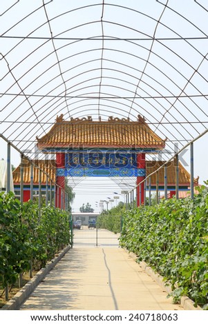 LUANNAN COUNTY - AUGUST 7: Chinese style arch and grape corridor in the countryside,  on august 7, 2014, Luannan County, Hebei Province, China.