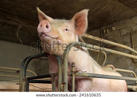 fat pig in the farm, closeup of photo