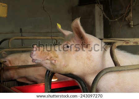 fat pig in the farm, closeup of photo