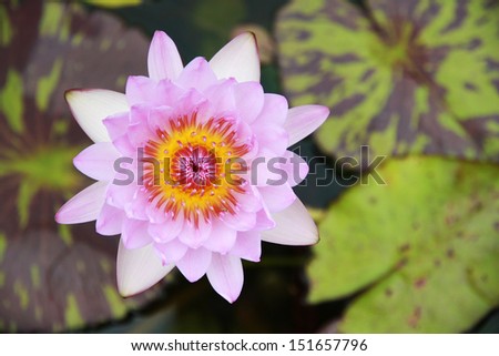 Beautiful Blossoming Lotus Top View.