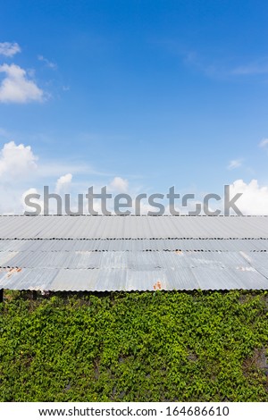 roof zinc tall hedge with blue sky and grass wall , tall hedge pattern