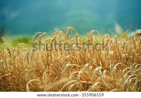 blue sky and golden yellow wheat spiklets field horizontal landscape.