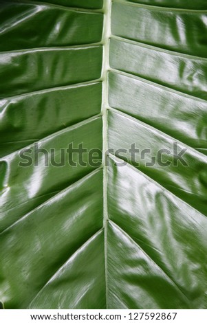 Green Leaf Surface with Symmetrical Veins and Folds Evenly Spaced
