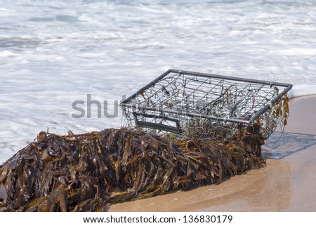 A fish trap entangled in kelp washes ashore on the beach