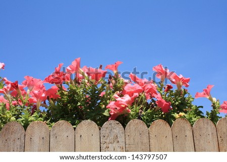 pink flowers on wood fence