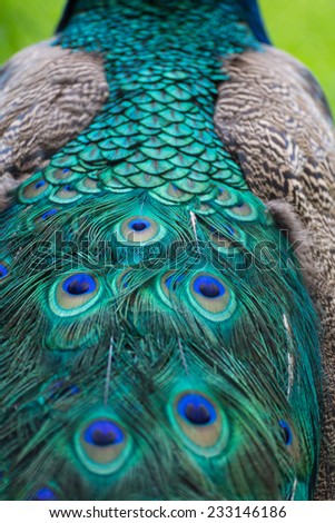peacock feather pattern