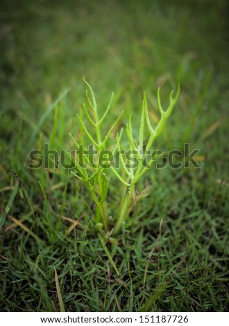 Little plant growing up from the grassy field in concept of the new hope