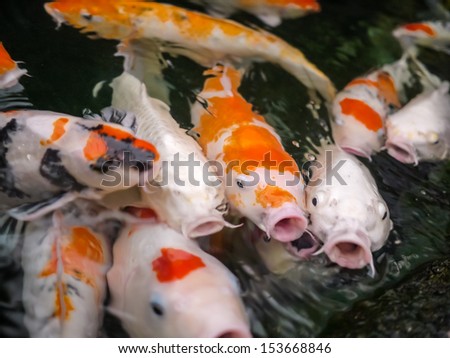 Carp (Koi) fishes swimming in the pond