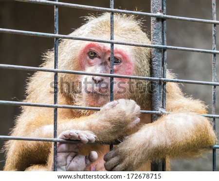 Sad monkey jailed behind the fence looking for someone\'s help