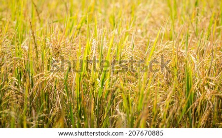 Closeup of rice plant ready to be harvested processed in warm tone