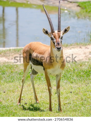 Male thomson gazelle with beautiful horns in natural scene