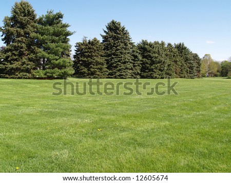 evergreen trees by a green lawn with a blue sky in the background