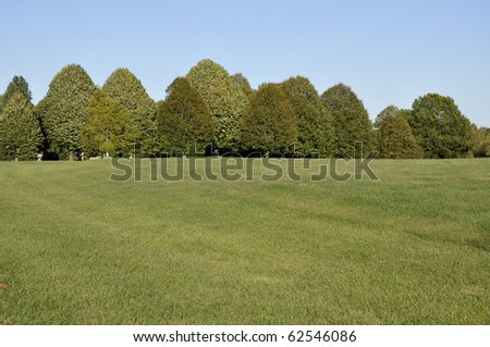 WILLOW PACK! (WOLF RP) (*NEW ACCEPTING) Stock-photo-large-grass-area-with-a-row-of-many-trees-in-the-background-above-is-a-bright-blue-sky-62546086