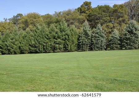 Large grass area with a row of many evergreen trees in the background.  Above is a bright blue sky.