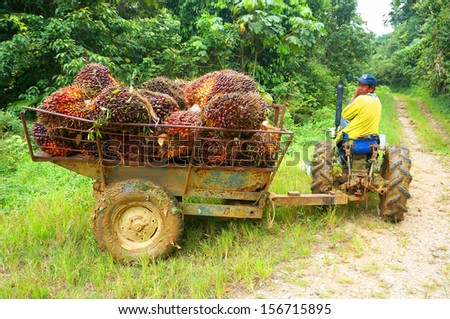 a worker with trolley and palm oil