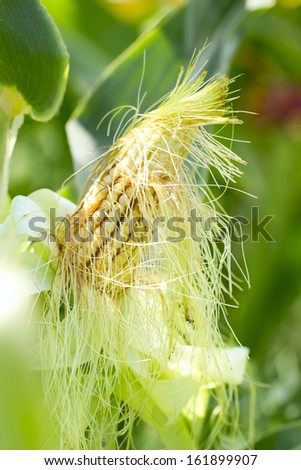 Green ear of corn in a corn field.