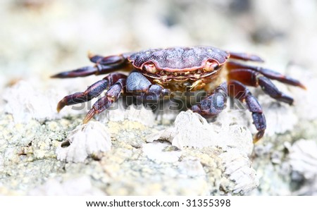 Purple Shore Crab
