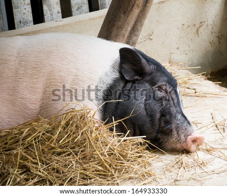 sleeping pig