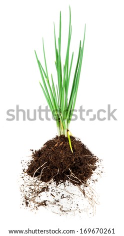new sprout and dirt isolated on white(Onion)