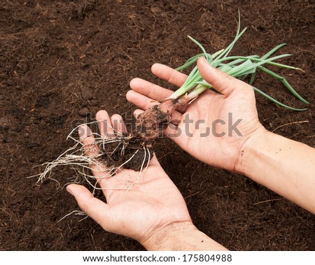 onion plant in the soil