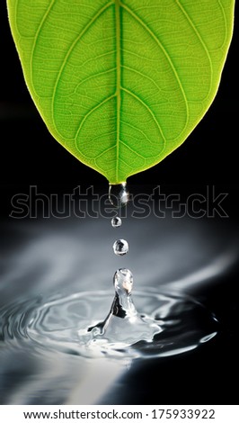 water drops from green leaf