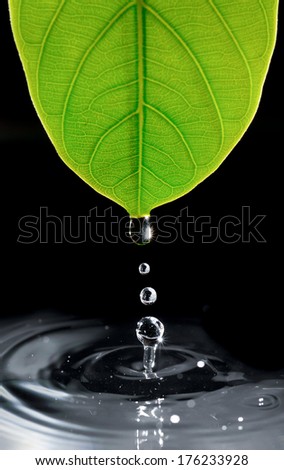 Water Drops From Green Leaf