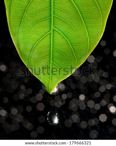 water drops from green leaf