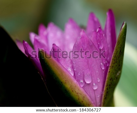 Water drop on colorful purple water lily in thailand
