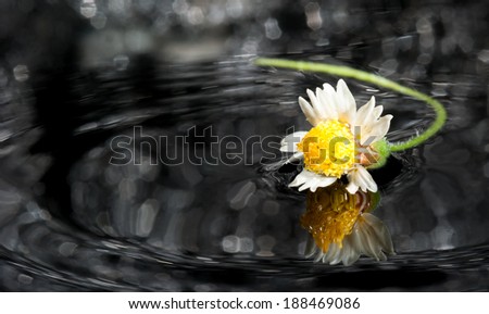 White Flower reflecting in water