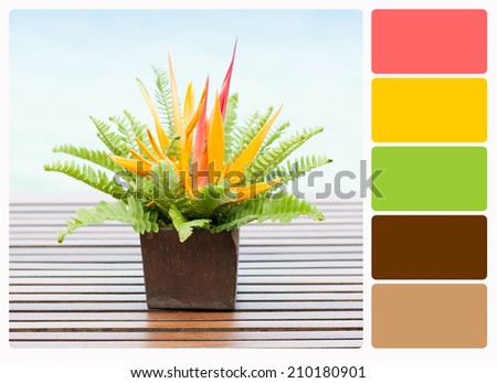 Closeup of Fern Leaf On Wood Plank Background , colour palette swatches.
