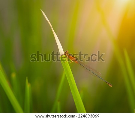 Dragonfly sitting on a blade of grass at sunset