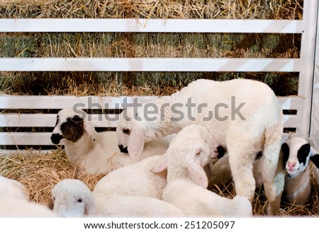 Herd of pet goats on farm.