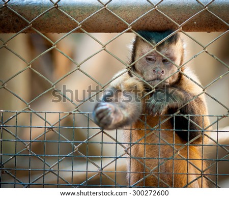 monkey in a cage with sad eyes