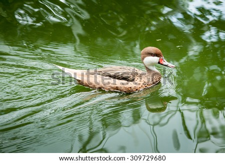 mandarin duck (female) swims on the surface of water