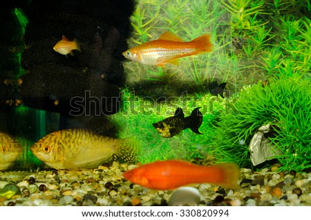 Aquarium small fishes float in a beautiful aquarium