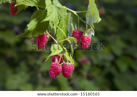 ripe raspberries on a plant