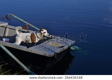 Parson Russell dog on a boat.