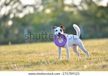 Parson Russell Terrier dog with purple frisbee.