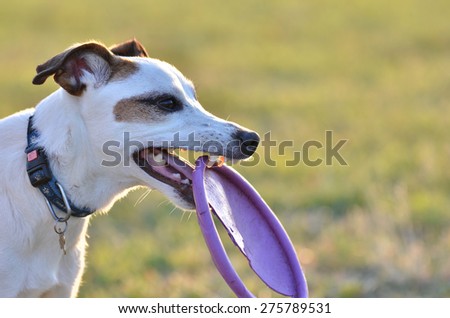 Parson Russell Terrier dog portrait with purple frisbee.