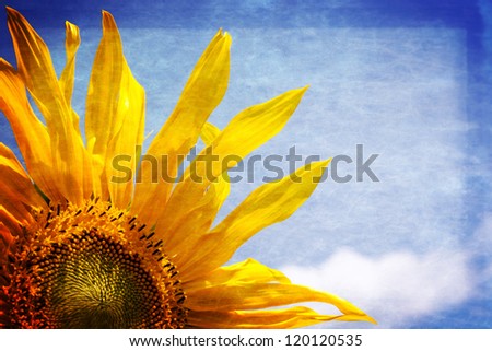 Sunflower sunny banner