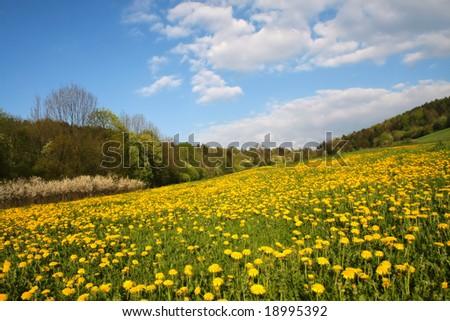 Wonderland - Landscape with green meadow full of the yellow flowers and plants under blue sky