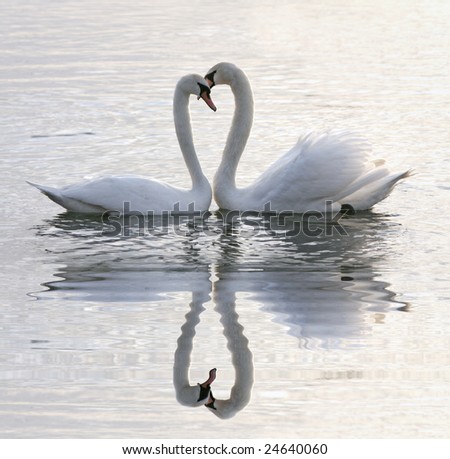 Swans Heart