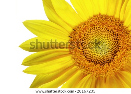 Vivid Sunflower - isolated yellow sunflower on white background
