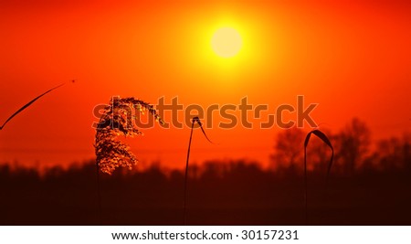 Silhouette cane covered by coming sun