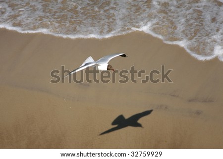 Seagull flying over the sand towards the beach