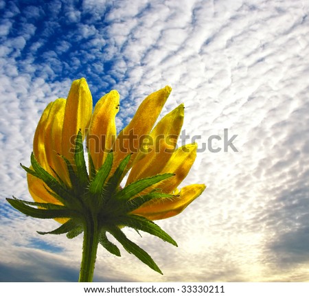 Golden flower in the sky